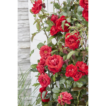 3x - Rose Crazy in love 'Red' - ↨65cm - Ø15
