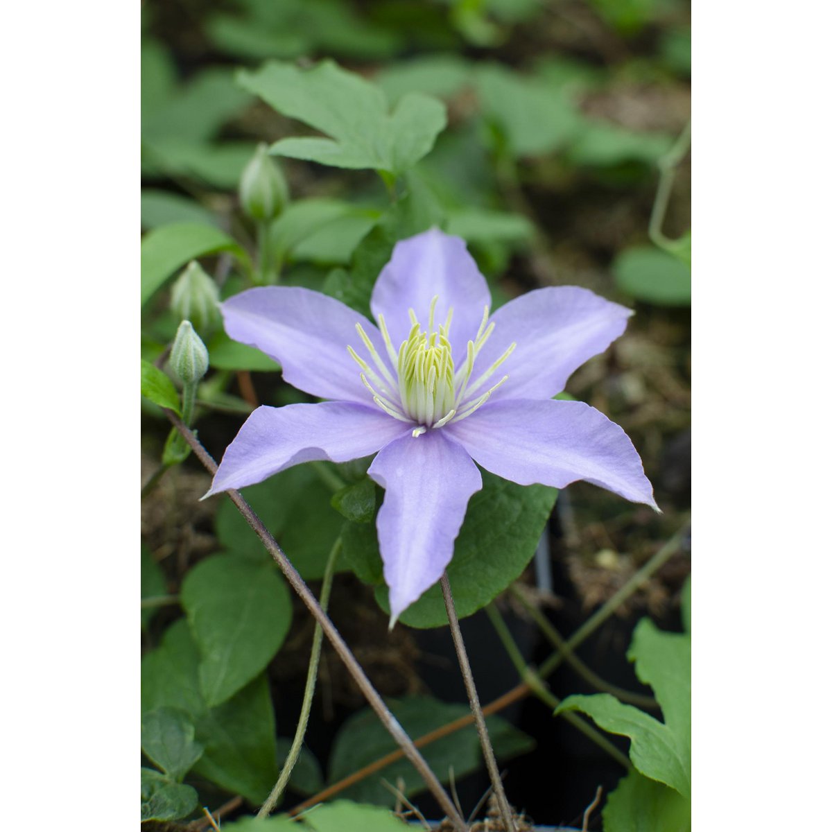Clematis Just - Ø15cm - ↕65cm