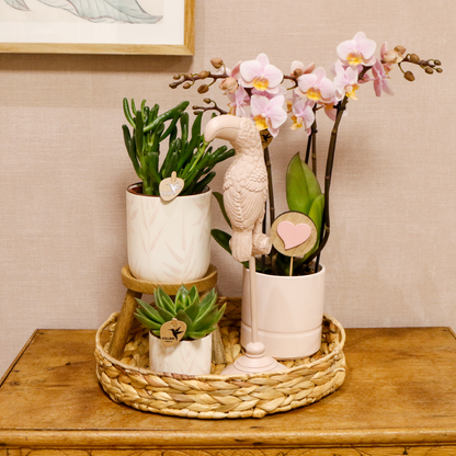 Complete Plantenset met Roze Orchidee, Groene Planten en Sierpotten