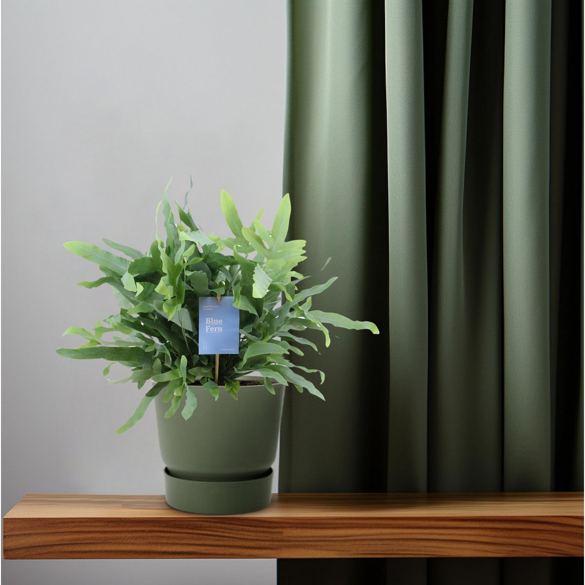 Phlebodium Blue Star Fern - Ø14cm - ↕40 cm