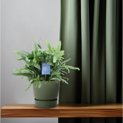 Phlebodium Blue Star Fern - Ø14cm - ↕40 cm