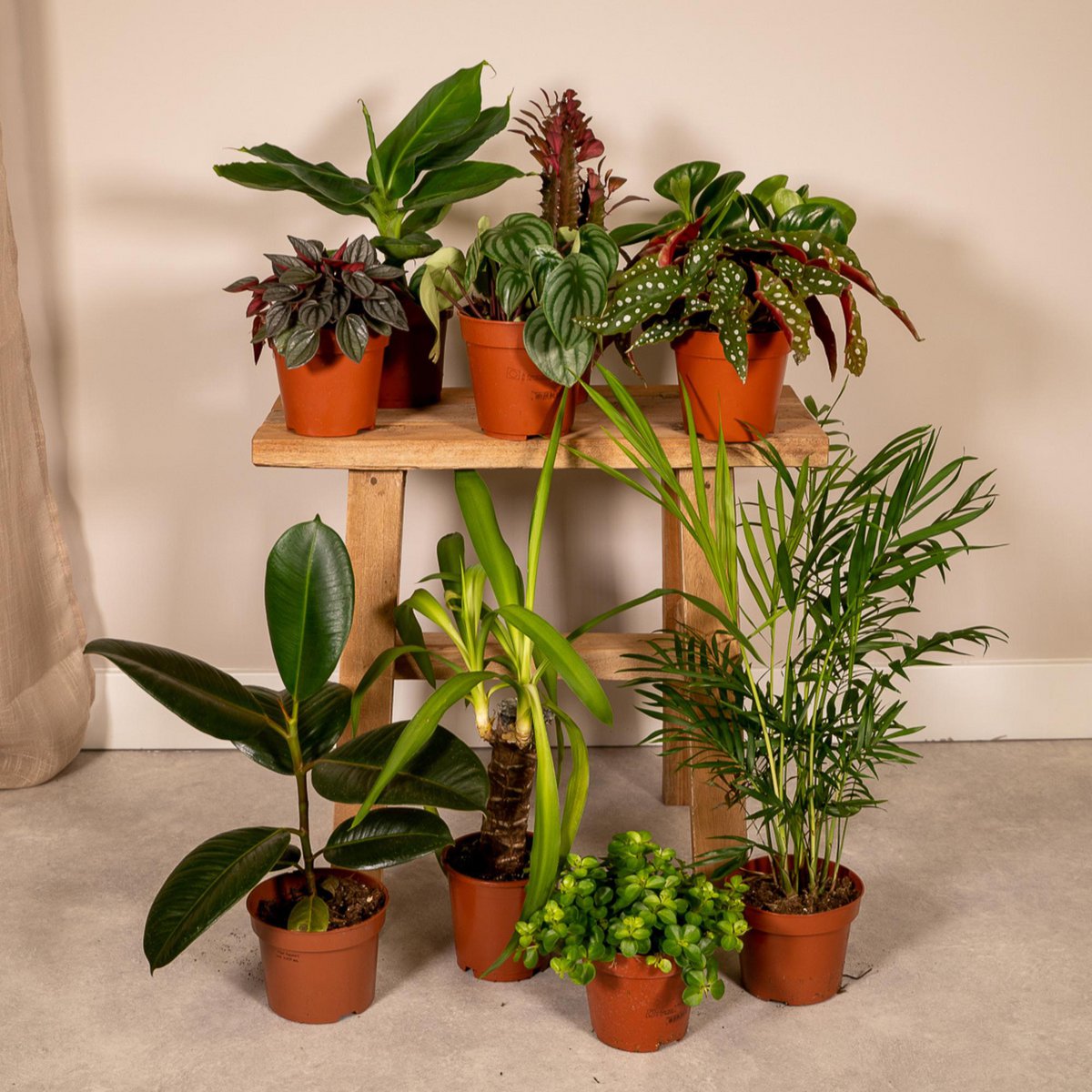 Mix van 10 planten Ø12 cm