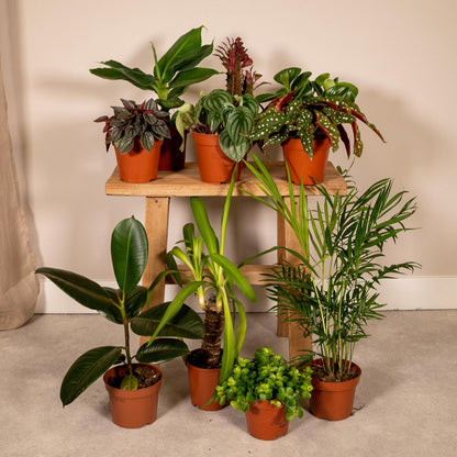 Mix van 10 planten Ø12 cm
