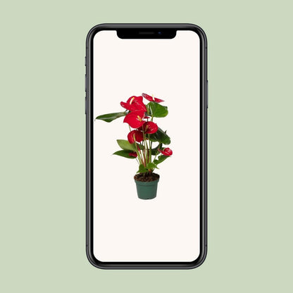 Anthurium red - Ø12cm - ↕40 cm