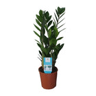 Zamioculcas kamerplant Ø14cm ↕55cm