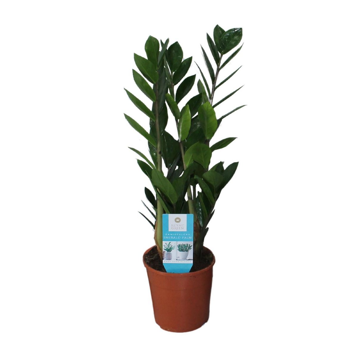 Zamioculcas kamerplant Ø14cm ↕55cm