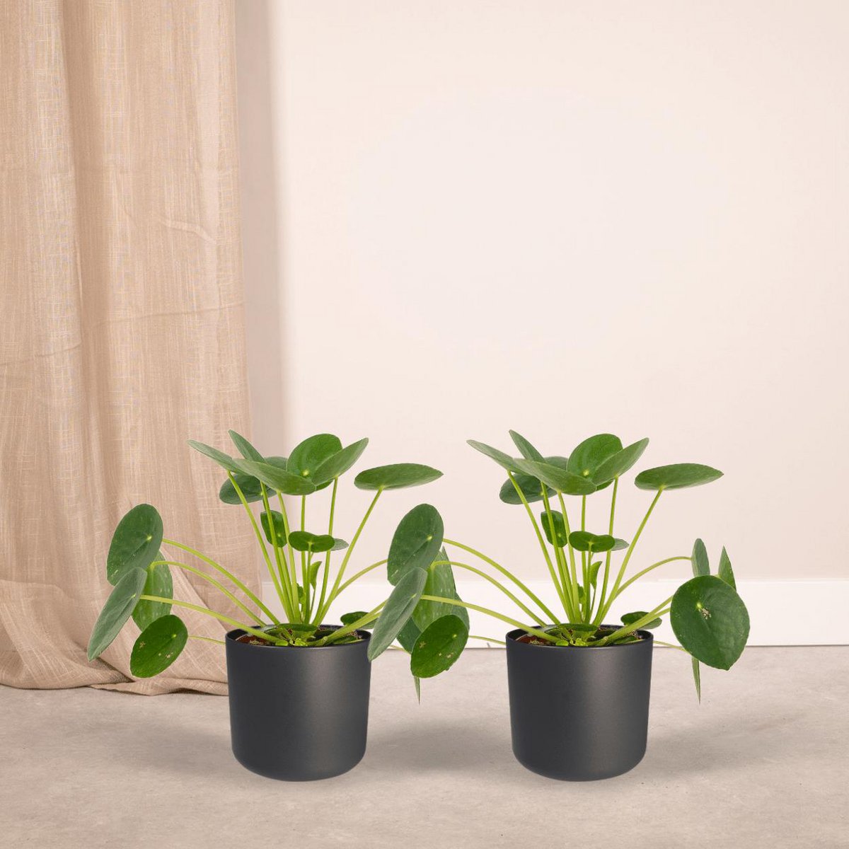 2x Pilea Peperomiodes - Chinese Money Plant - 20cm - ø12