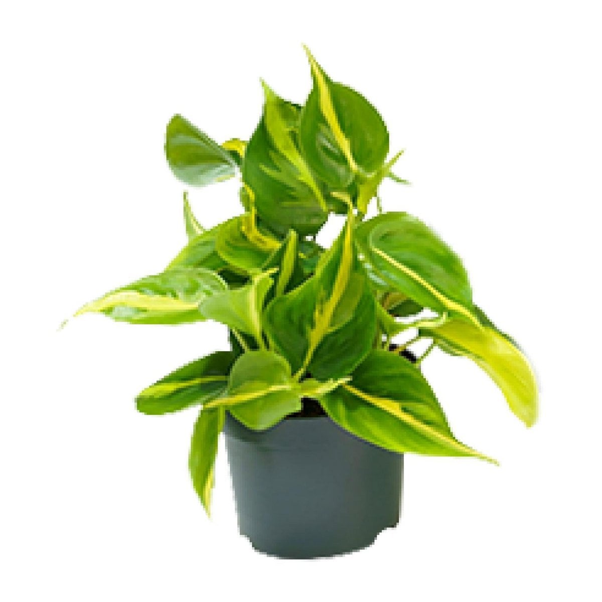 Philodendron klimplant Ø12cm ↕15cm