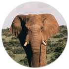 Muurcirkel olifant Dibond Ø40 cm zwart