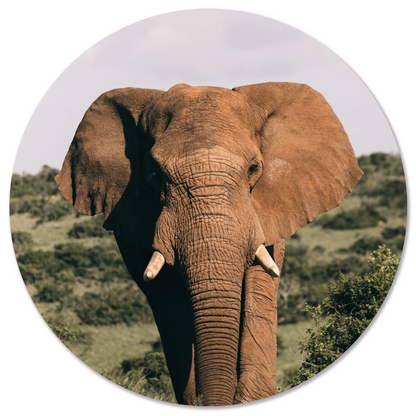 Muurcirkel olifant