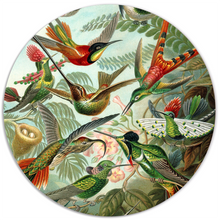 Muurcirkel hummingbirds 30 cm Dibond zwart