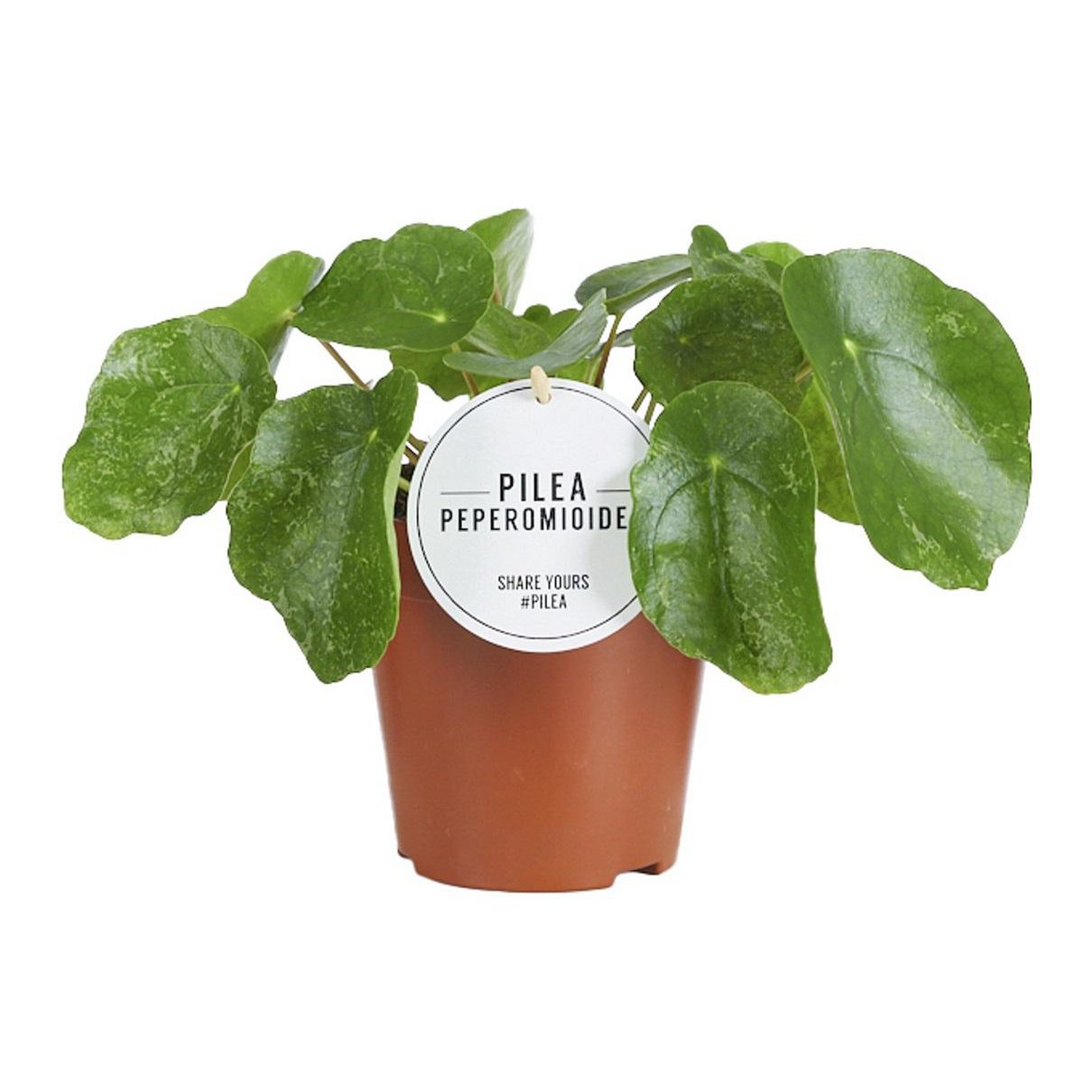 Pilea suiker Ø13 cm 20 cm