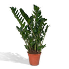 Zamioculcas Zamiifolia - Emerald Palm - Ø21cm - ↕80cm