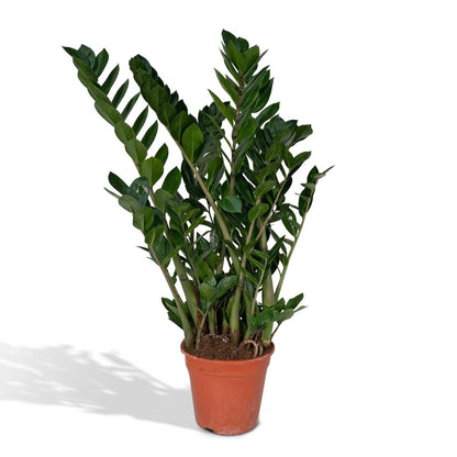 Zamioculcas Zamiifolia - Emerald Palm - Ø21cm - ↕80cm