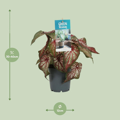 Caladium bicolor - Ø4.7in - ↕9.8in