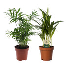 Kamerplanten duo Dypsis lutescens/Chamadorea Ø12cm 40cm