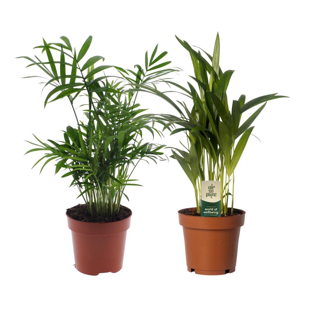 Kamerplanten duo Dypsis lutescens/Chamadorea Ø12cm 40cm