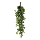 Artificial hanging plant Fittonia Green