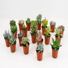 LOCK | 20 Pieces Pot size 5.5cm