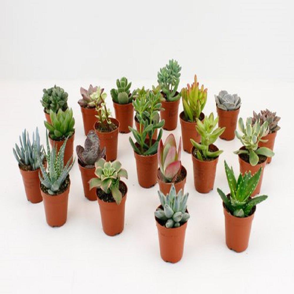 LOCK | 20 Pieces Pot size 5.5cm