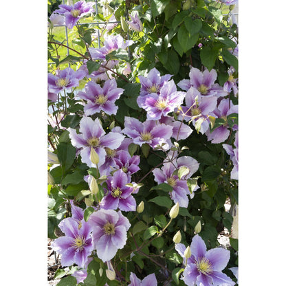 3x - Clematis Peek - ↨65cm - Ø15
