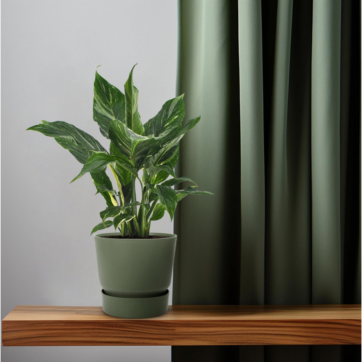 Spathiphyllum diamant - Ø12cm - ↕40cm