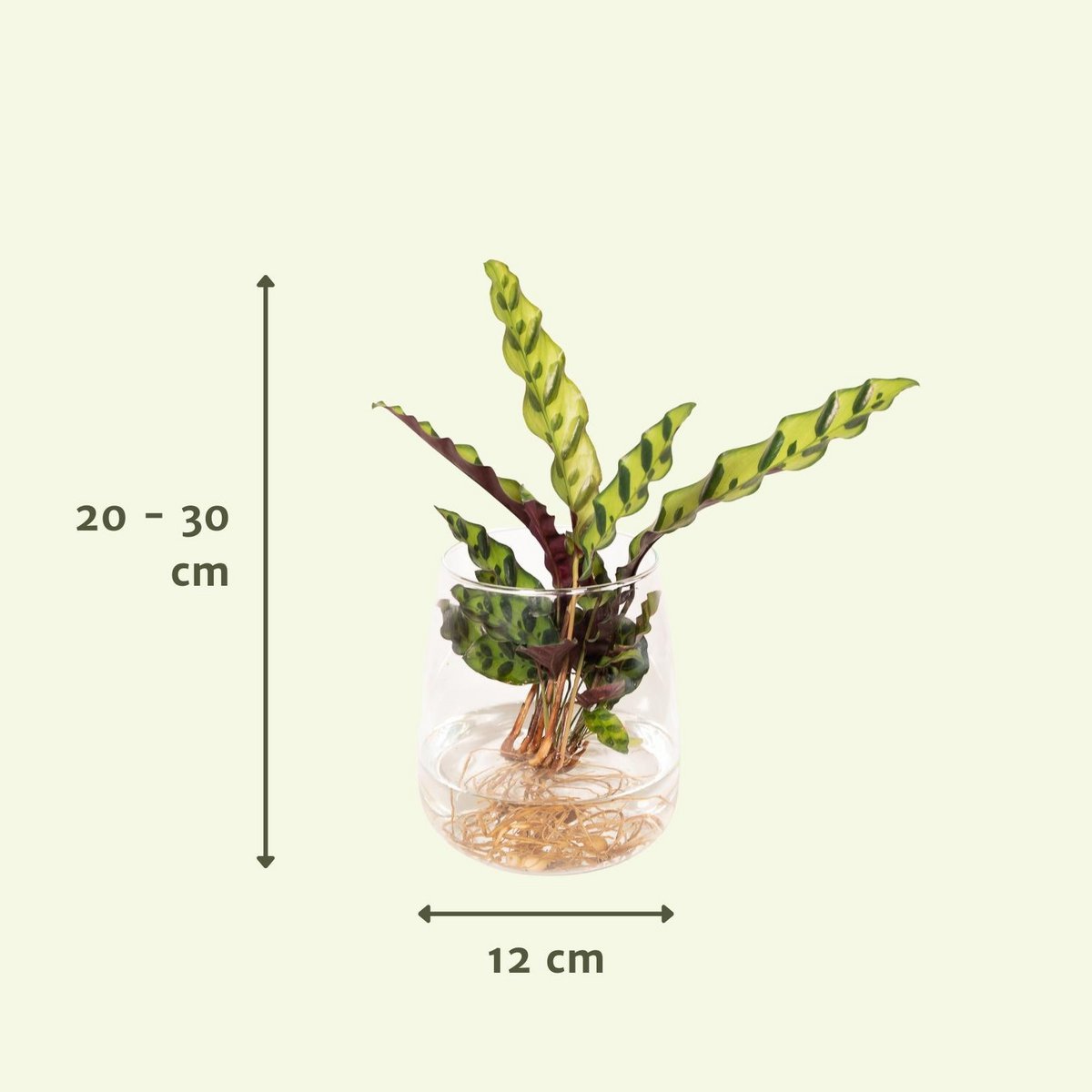 Kamerplant Calathea Insignis ø4cm 30cm glas rood groen