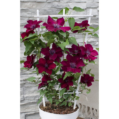 Clematis Nubia - Clematis eVison Red - Ø15cm - ↕65cm - Ø15 - ↨65cm