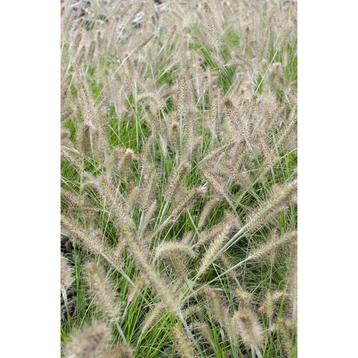 Siergras Pennisetum alopecuroides Hameln Ø19cm 40cm