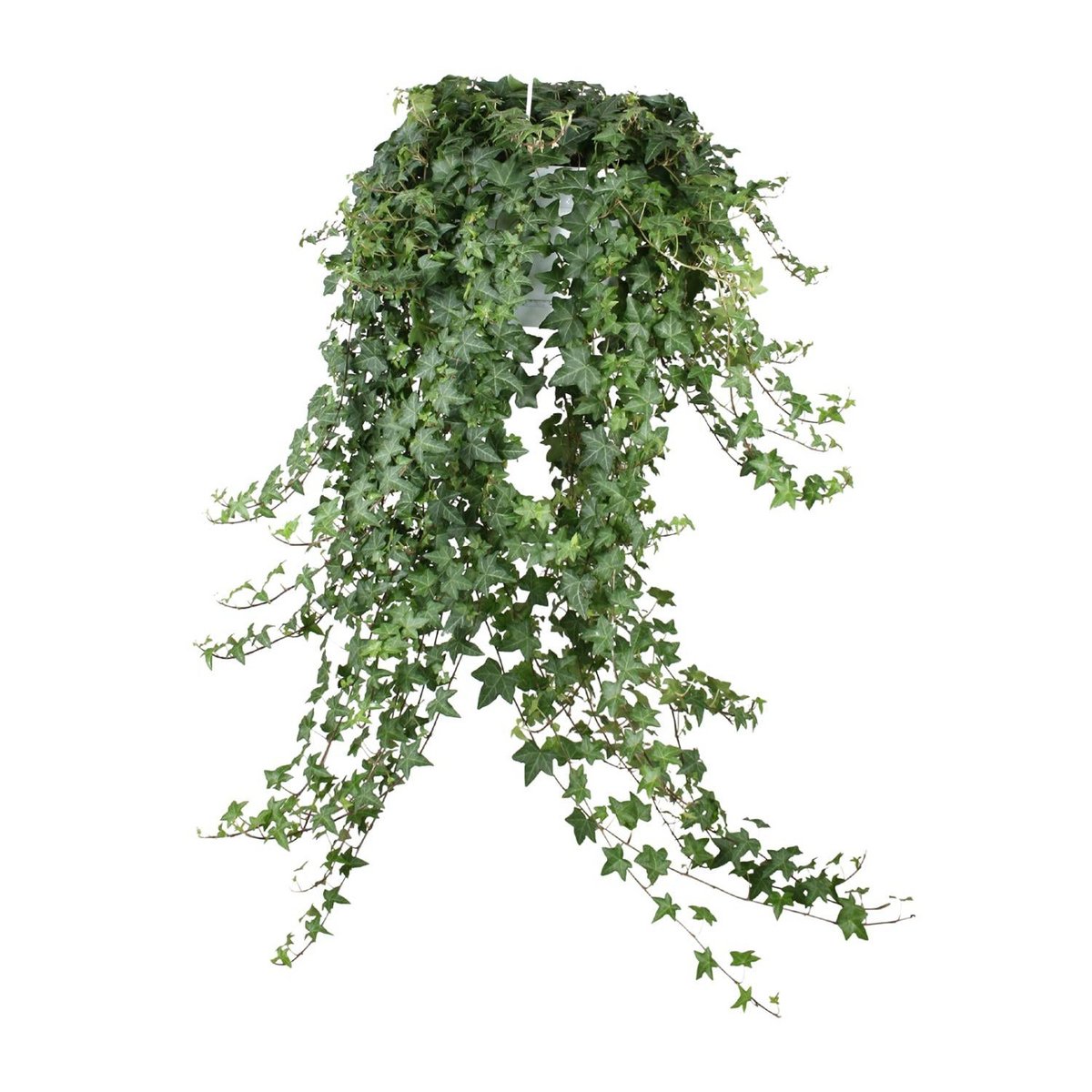 Klimop Hedera Helix Pitsburg Ø24 cm 70 cm