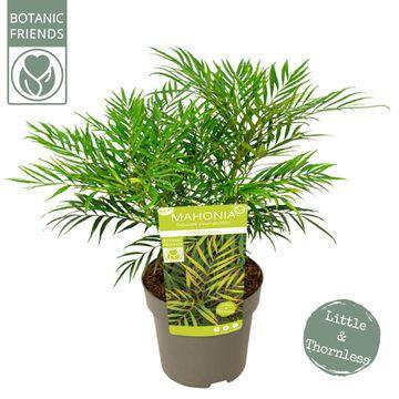 Mahonia Eur. 'Little Soft Creas' - Ø19cm - ↕25cm
