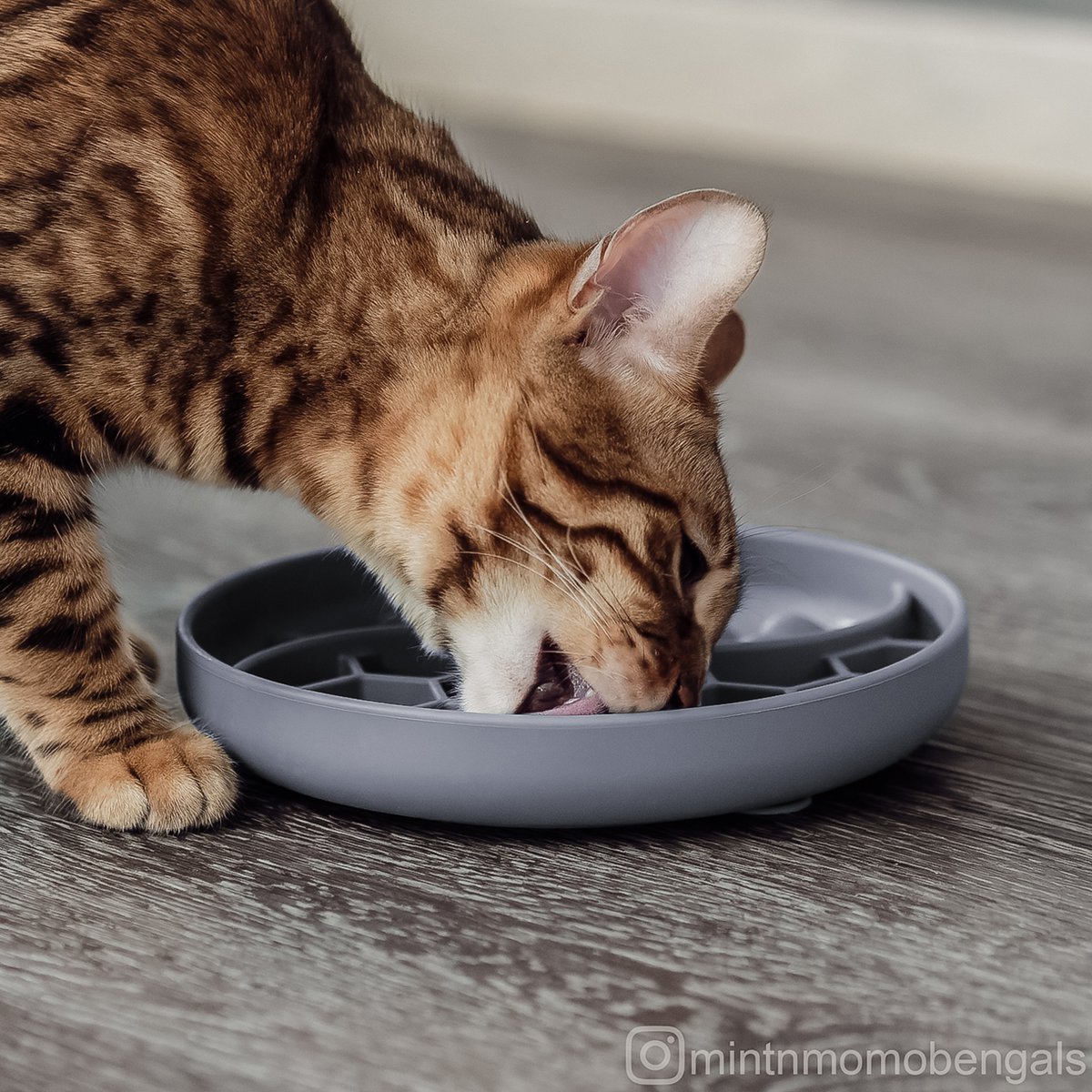 ne&no® Anti-Slopping Feeding Bowl for Dogs and Cats