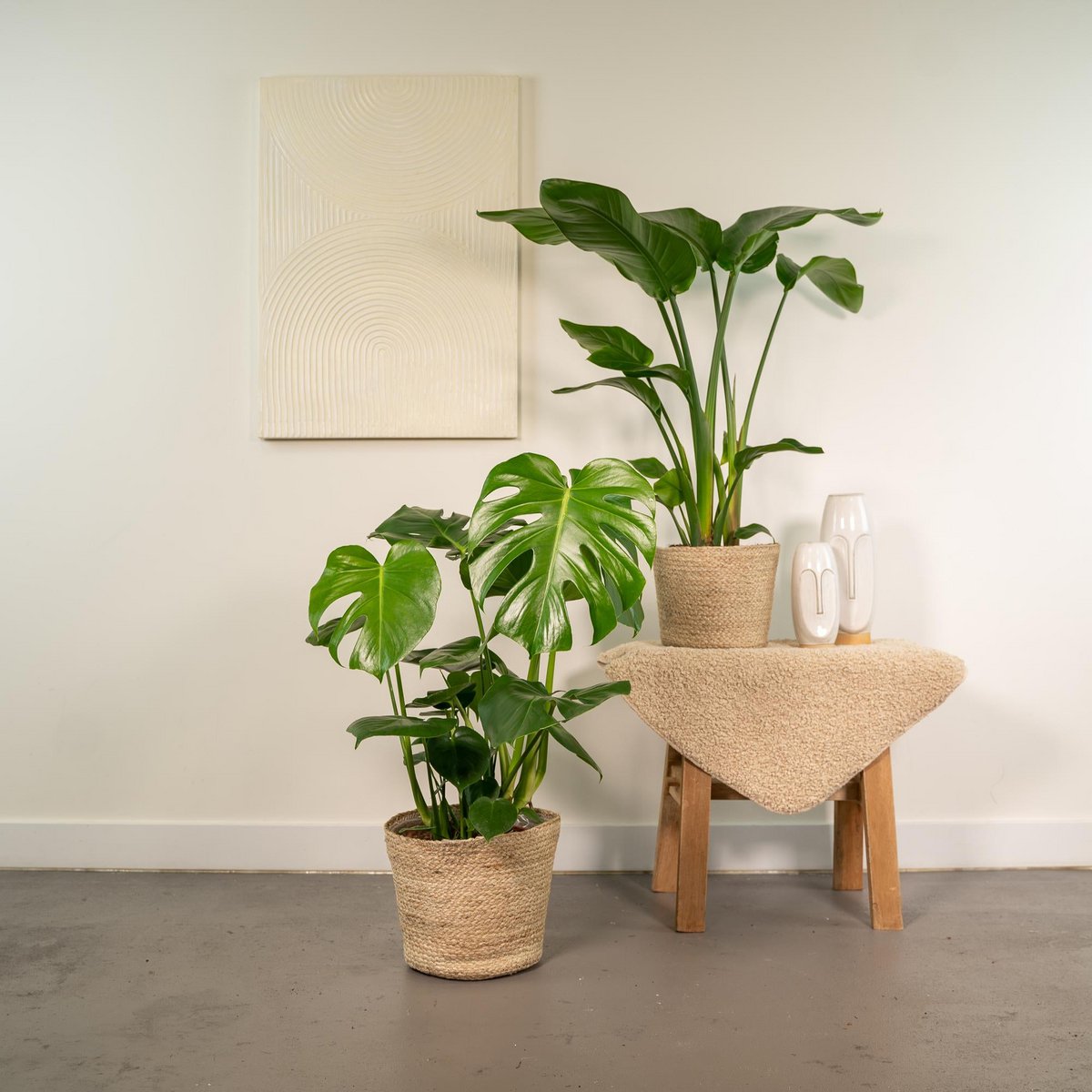 Plantenmix Strelitzia Nicolai Ø19cm 85cm Monstera Deliciosa Ø21cm 75cm mand Selin