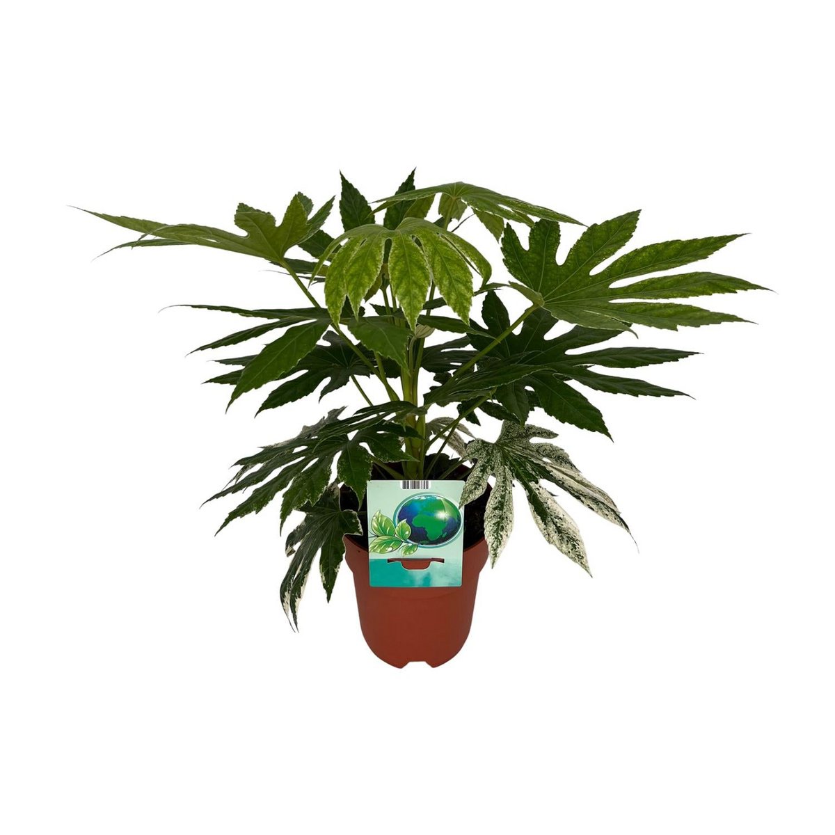 Fatia japonica variata - Ø19cm - ↕60cm