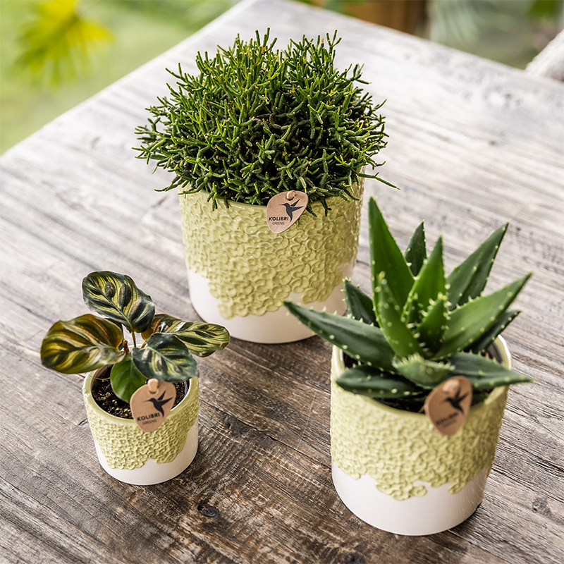 Sierpotten set 3 stuks groen reliëf 6 9 12 cm