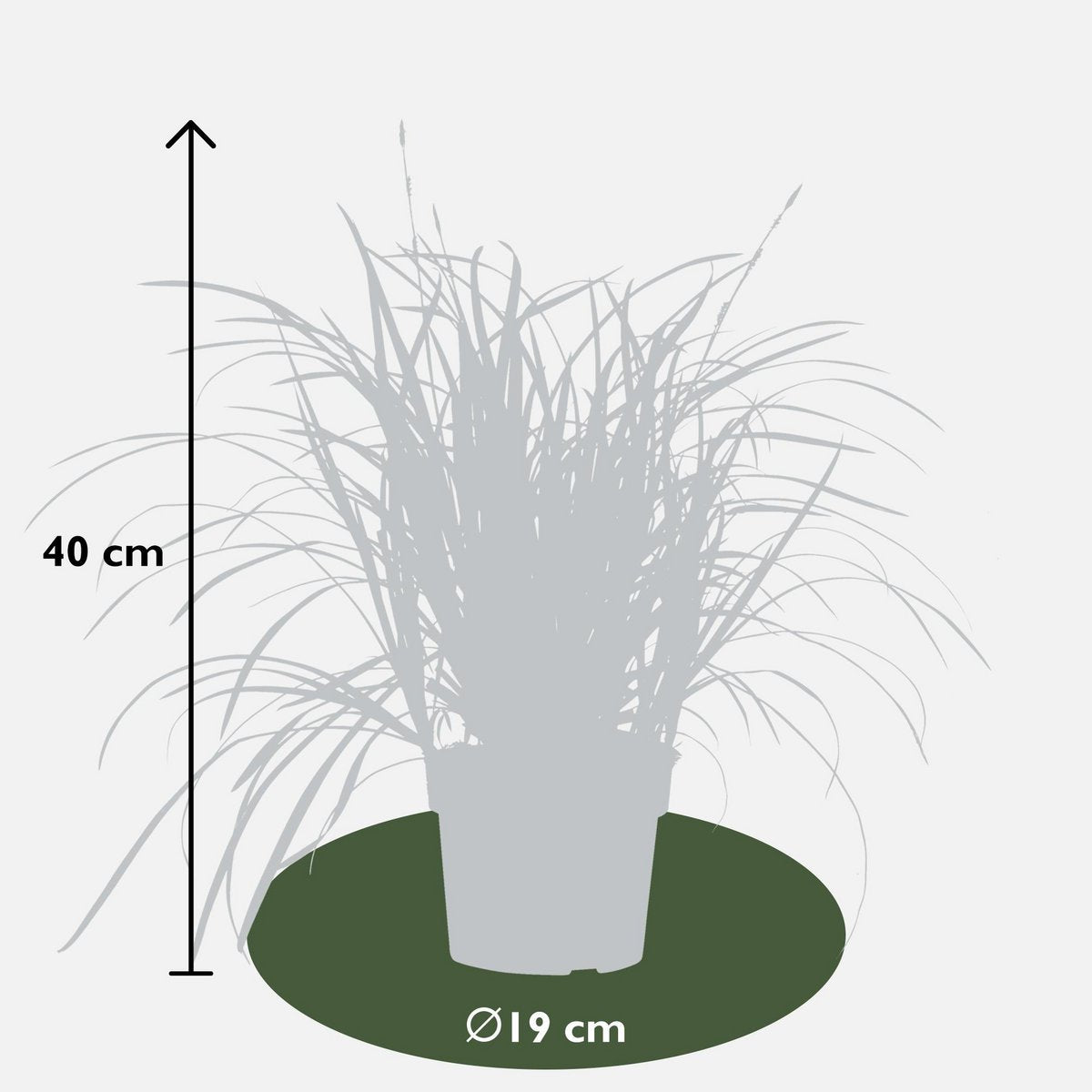 Carex Morrowii Irish Green - Ø19cm - ↕40cm - Ø19 - ↨40cm