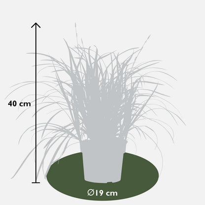 Carex Morrowii Irish Green - Ø19cm - ↕40cm - Ø19 - ↨40cm