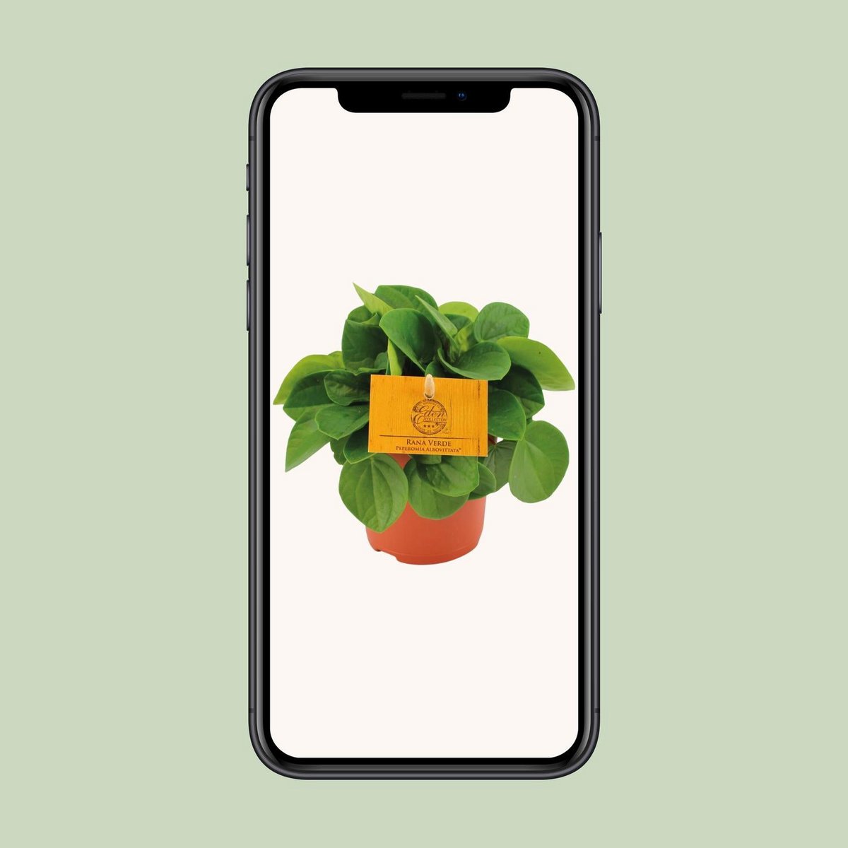 Kamerplant Peperomia Babaria Rane Verde 15 cm