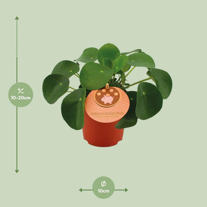 Pilea peperomioides plant Ø11 cm