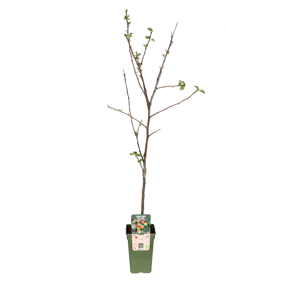 Appelboom Jonagold Ø19cm 60cm
