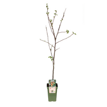 Appelboom Jonagold Ø19cm 60cm