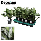 Aglaonema Mary Christina (nice) - Ø14cm - ↕40cm