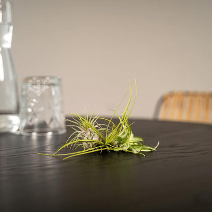 Tillandsia Air Mix - 5 items - ø6cm - ↕6cm