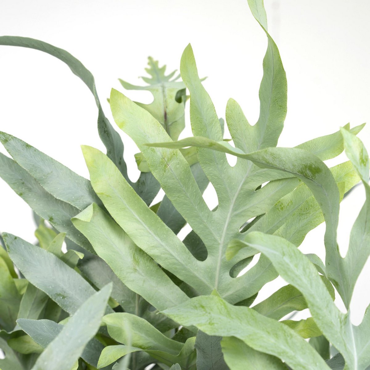 Phlebodium Aureum Blue Star - Blue Star Fern - Ø17cm - ↕50cm