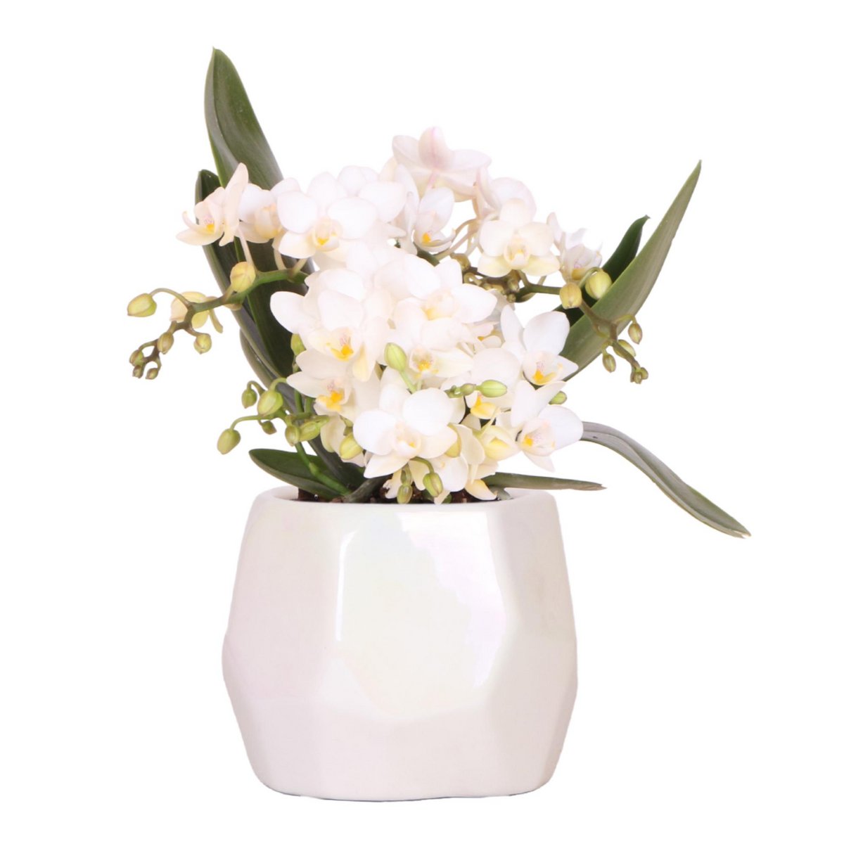 Witte orchidee 'Nazaré' pot Ø9cm
