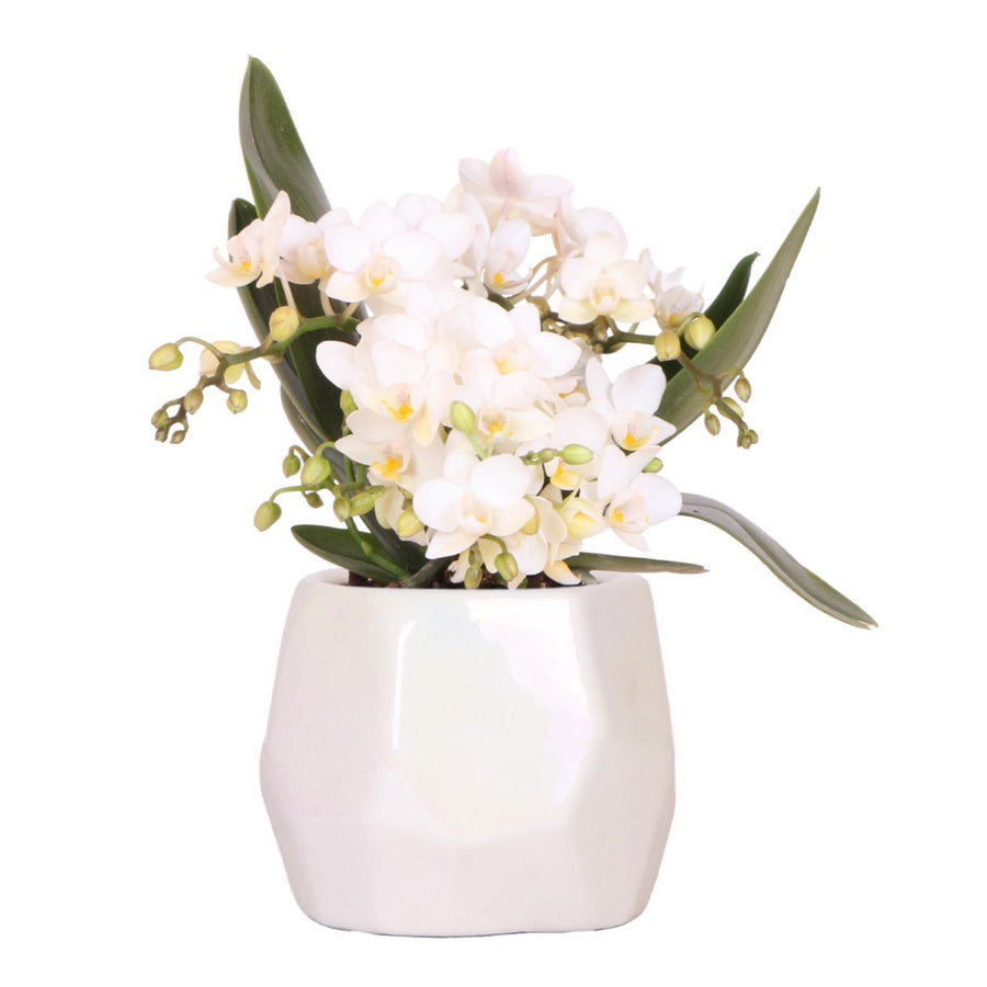 Witte orchidee 'Nazaré' pot Ø9cm