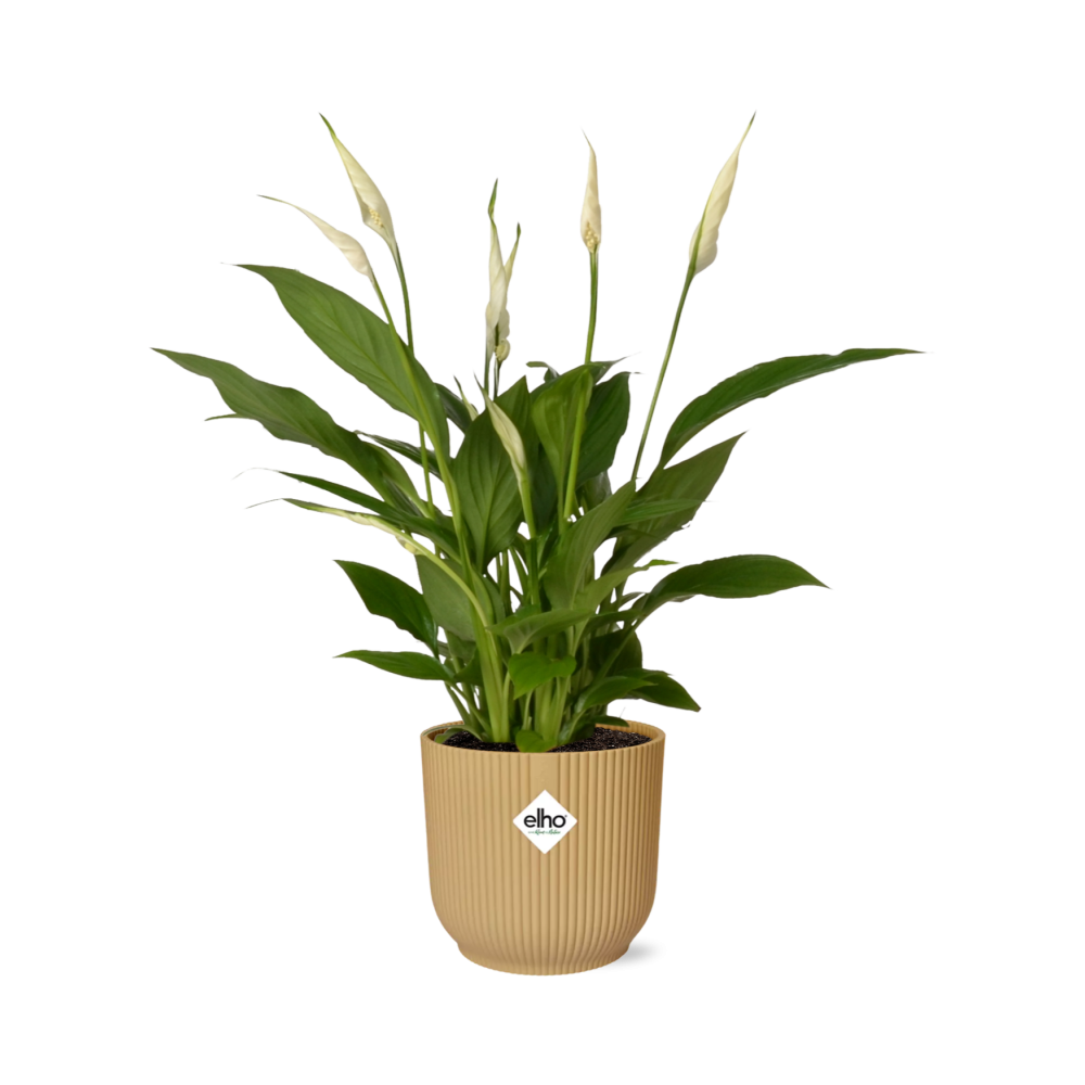 Spathiphyllum 12 cm torelli in Elho vibes vouw 14 cm geel