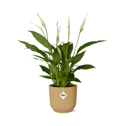 Spathiphyllum 12 cm torelli in Elho vibes vouw 14 cm geel