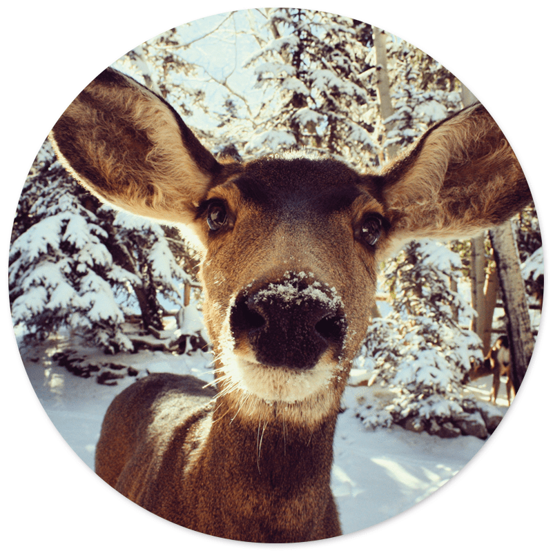 Wall circle deer in snow