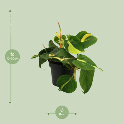 Lophospermum brasil klimmen - Ø12cm - ↕20cm